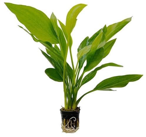 Aqua Essentials Echinodorus argentinensis Aquarium Plant - Background