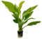 Aqua Essentials Echinodorus argentinensis Aquarium Plant - Background