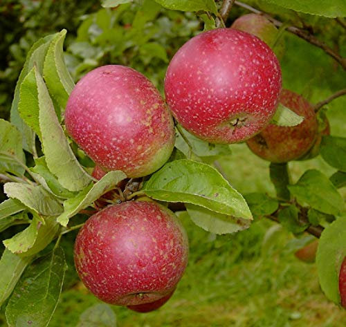 Rote Sternrenette, sehr alte Apfelsorte, Buschbaum (kleinbleibend), 120-140cm im Topf