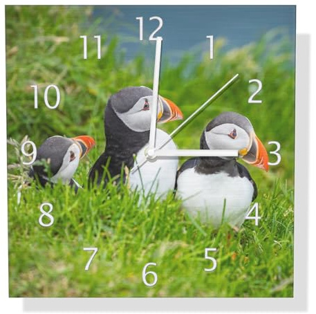 Wallario Design Wanduhr Papageitaucher im Gras aus Aluverbund, Alu-Uhr Größe 30 x 30 cm, weiße Zeiger mit Metalloptik