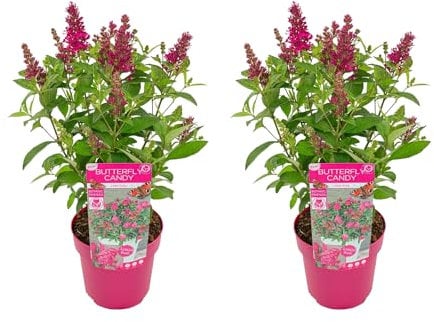 Bloomique - 2er-Set - Buddleja Butterfly Little Ruby - Schmetterlingsflieder - Gartenpflanzen - Winterhart - 30-40 cm Hoch - Topf 19 cm