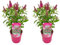 Bloomique - 2er-Set - Buddleja Butterfly Little Ruby - Schmetterlingsflieder - Gartenpflanzen - Winterhart - 30-40 cm Hoch - Topf 19 cm