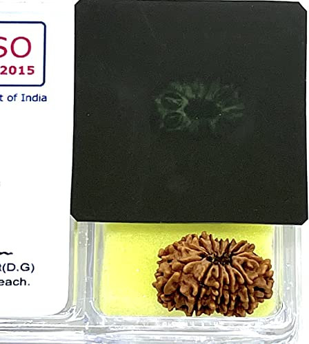 Zertifizierte 12 Mukhi-Rudraksha-Perlen, 12 echte Rudraksh-Perlen, Himalaya-Herkunft, Nepal-Kollektionen – Laborzertifiziert mit Röntgenstrahl