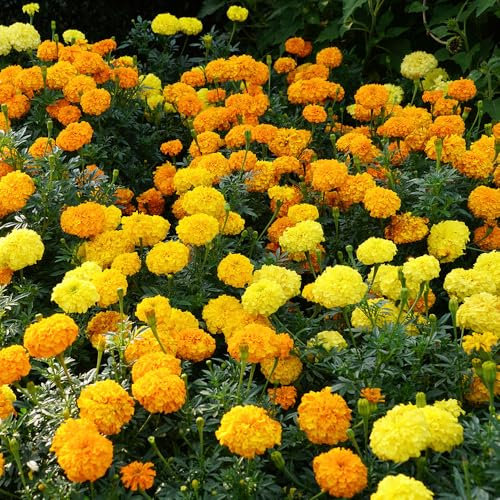 African Marigold Crackerjack Seeds – Vibrant Blooms in Yellow & Orange – Half Hardy Annual – Must Have for Beddings – for Your Beautiful Garden