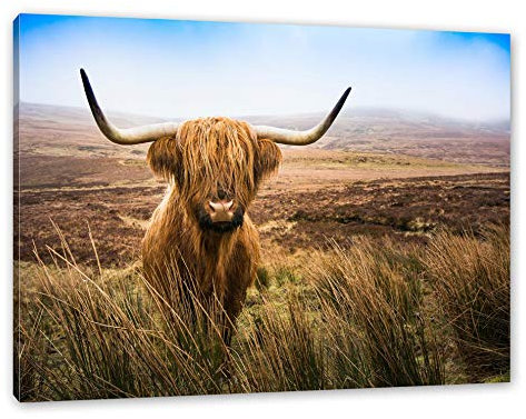Pixxprint Highland Rind mit großen Hörnern Steppe, Größe: 120x80cm, Leinwandbild, fertig gespannt, Wandbild, Dekoration, Kunstdruck, kein Poster