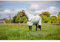Horseware Rambo Hoody Green/sage Ekzemerdecke Fliegendecke (165)