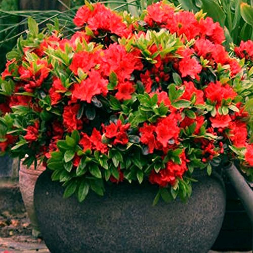 1 Azalea rossa sempreverde giapponese resistente in vaso per il giardino.