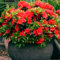 1 Azalea rossa sempreverde giapponese resistente in vaso per il giardino.