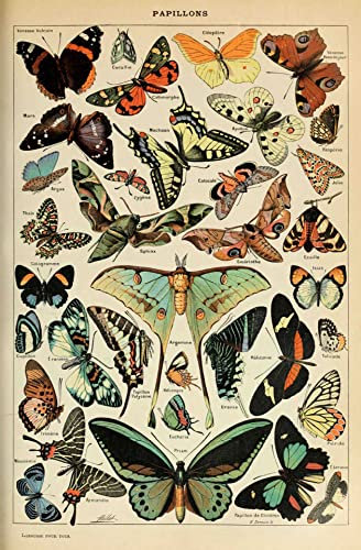 Ovfovy Poster, ungerahmt, Vintage-Schmetterling Wandbilder, Wandkunstdruck