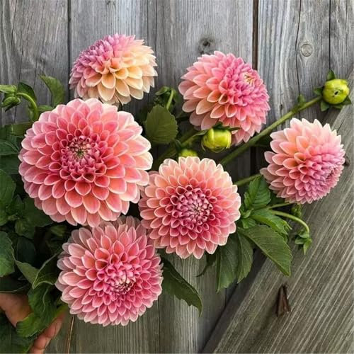 Dahlia Bulbs Mix,Dahlia tubers Bulk,Dahlia Plants Live Strong Plants That Grow Well/Mix Golden Jade Carving Feels Perfec-2bulbs-J
