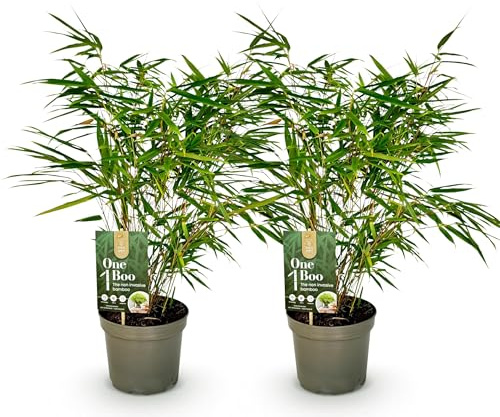 Exotenherz Bambus - Fargesia rufa - Grün - 2er Set 17cm Topf Höhe 60cm