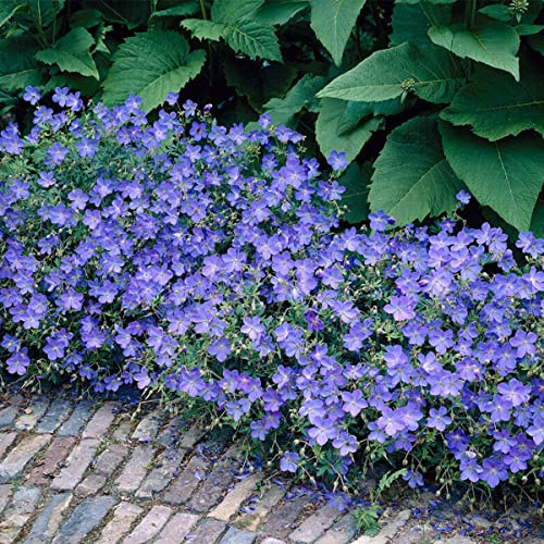 Bloomique - Set di 3 - Geranium ‘Johnsons Blue’ - Geranio - Fiori blu - Resistente al freddo - Altezza 10-20 cm - Vaso 9x9 cm