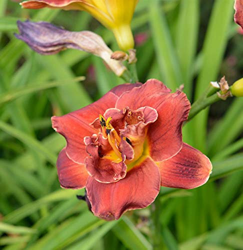 Taglilie Night Embers - Hemerocallis - Gartenpflanze