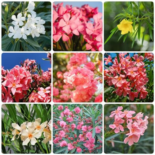 35 pcs oleander samen wildblumensamen mehrjährig winterhart Nerium oleander, bäume kaufen robuste balkonpflanzen winterhart pflanzenkübel nachhaltige geschenke für frauen