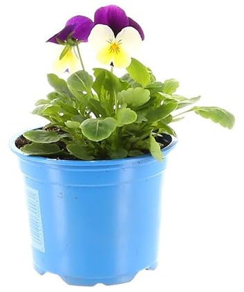 Viola Mixed - 3 x 10.5cm Pot Bedding (Live Plants)