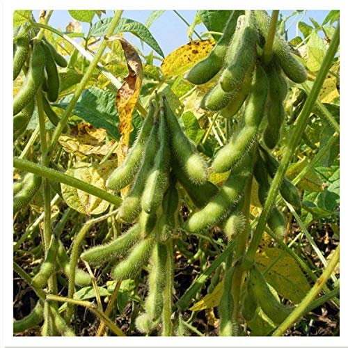 100 Edamame Fagiolo verde della soia semi di soia Giant