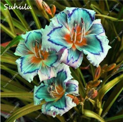 50 PC-Taglilie Samen Halten Sie den Glauben Reblooming Samen Seltene Holland RBOW Taglilie Exotic Kann Tasty Gemüse essen