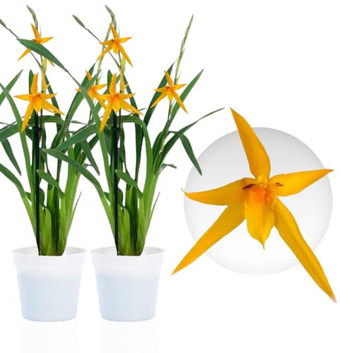 Echte Brassia Anita Orchideen. 2 große Zimmerpflanzen aus Holland. 30-40 cm hoch mit Blüten und leicht duftend.(keine künstliche Orchidee, ohne Dünger und Topf, kein Samen und nicht winterhart)