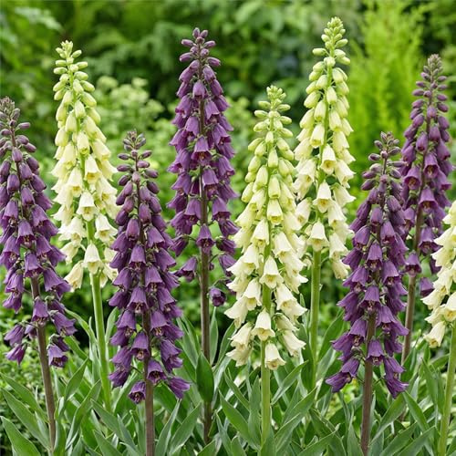 Kaiserkronen Knollen Mehrjährig - Fritillaria Persica Purple & White | 4 Blumenzwiebeln, Echte Pflanzen aus Holland, für Garten und Topf (große Knollen, kein Samen und nicht künstlich)