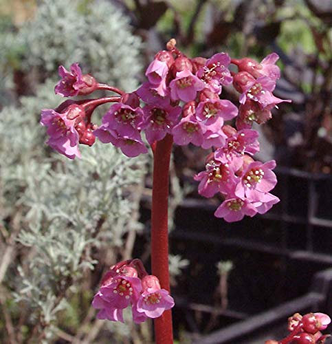Bergenie Rotblum - Bergenia cordifolia