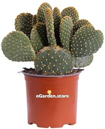 Pianta di Opuntia Microdasys Fico d'India Microvilloso pianta grassa succulenta pianta ornamentale vera da interno o esterno venduta da eGarden.store (Giallo v.15 cm)