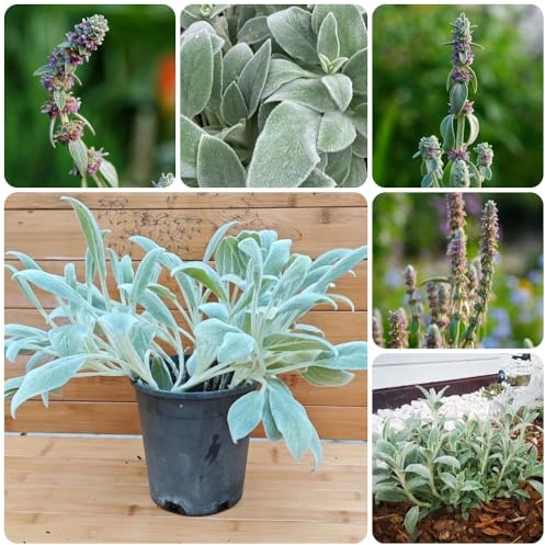 Wollziest, Stachys byzantina, blumendeko gartenpflanzen winterhart mehrjährig steingartenpflanzen blumensamen 50Samen