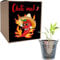 Geschenk für Männer Geschenkidee Chili Mal Anzuchtset Chili Männertag Geburtstagsgeschenk