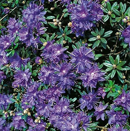 Zwerg Rhododendron Azurika 40-50cm - Rhododendron impeditum - Zwerg Alpenrose - Gartenpflanze