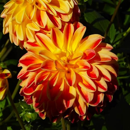 AUSVERKAUF : Dahlienknolle : Dahlia - Dahlie Dekodahlie  Lady Darlene  1 Knolle/Rhizom