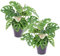 Plant in a Box - Monstera adansonii 'Masque de Singe' - Set de 2 - Plante interieur - Monstera gruyère - Pot 17cm - Hauteur 60-70cm