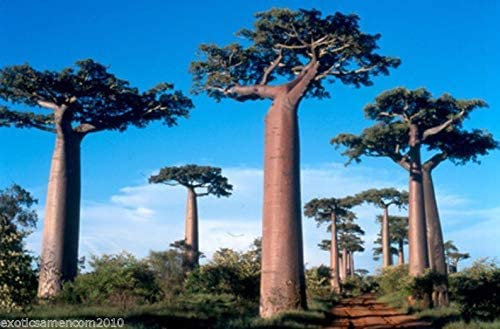 Affenbrotbaum Baobab Adansonia digitata 5 Samen