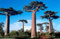 Affenbrotbaum Baobab Adansonia digitata 5 Samen