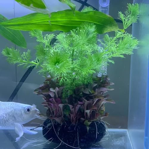 Wasserpflanzen samen, pflanztöpfe gartenpflanzen winterhart aquarienpflanzen Aquariumpflanzen samen winterharte balkonpflanzen saatgut gartensamen exotische samen seltene pflanzen 150pcs