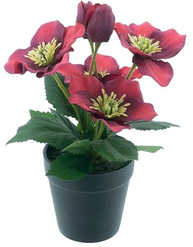 mucplants Künstliche Helleborus Christrose im Topf, Schneerose mit Grünen Blättern, 26 cm Kunstpflanze in Schwarzem Kunststofftopf, Dekorative Lenzrose (Rot)