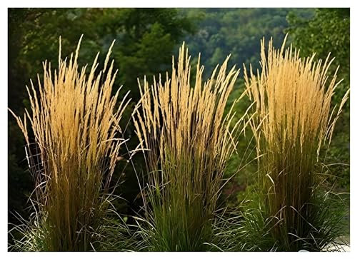 3 x Calamagrostis x acutiflora 'Waldenbusch' im 1 Liter Topf (Ziergras/Gräser/Winterhart/Mehrjährig) Reitgras - Sichtschutz Hecke - Struktur und Dynamik in perfektem Einklang - von Stauden Gänge