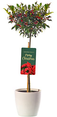Standard Holly Tree with Pot Cover | Hardy Evergreen Ornamental Lollipop Shape | Low Maintenance | for Patio, Garden, Entrance