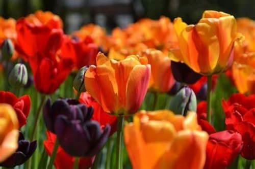 Tulpenzwiebeln、 tulpenzwiebeln mehrjährig 、tulpen zwiebeln mehrjährig 、tulpenzwiebeln weiss 、 tulpenzwiebeln rot