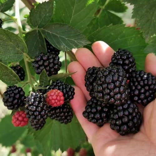 semillas de zarzamora, semillas de plantas de interior plantas decorativas de árboles frutales semillas de variedades antiguas árbol bonsái perenne resistente Plantas de frutal 200pcs