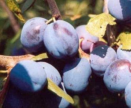 Prunus Damson Merryweather Plum Fruit Tree 5-6ft Supplied in a 7.5 Litre Pot by DirectPlants™