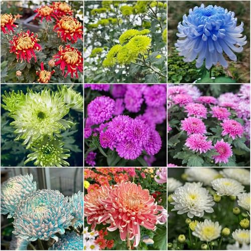 chrysanthemen winterhart - schmetterlingswiese gartensamen blumensaat zimmerpflanze wiesenblumen frühlingsblumen winterharte für garten deko balkonpflanzen 500samen