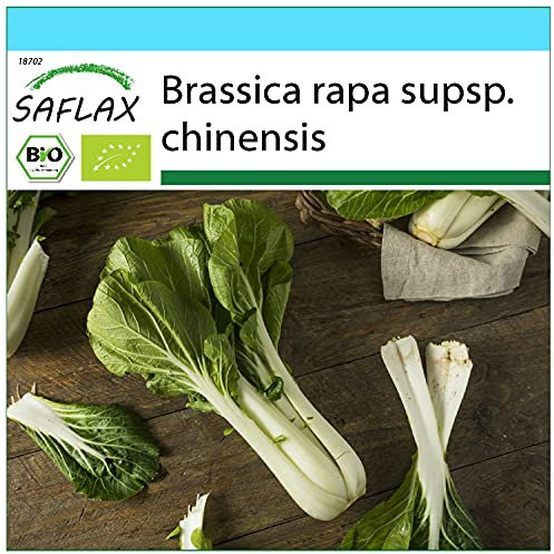 SAFLAX - Set regalo - Ecológico - Col de mostaza china - Pak Choi - 300 semillas - Con caja regalo/envío, etiqueta para envío, tarjeta de felicitación y sustrato de cultivo - Brassica rapa