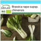 SAFLAX - Set regalo - Ecológico - Col de mostaza china - Pak Choi - 300 semillas - Con caja regalo/envío, etiqueta para envío, tarjeta de felicitación y sustrato de cultivo - Brassica rapa