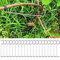 ZYNCUE Astspreizer, 20 Stück Edelstahl Obstbaum Zweige Streuer für Garten (16T)