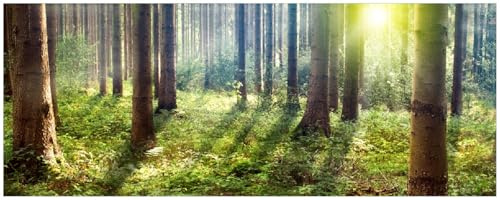 Wallario Memoboard aus Glas mit Motiv, Magnet-Tafel in 32 x 80 cm in Premium Qualität Sonnenuntergang im Wald zwischen den Bäumen
