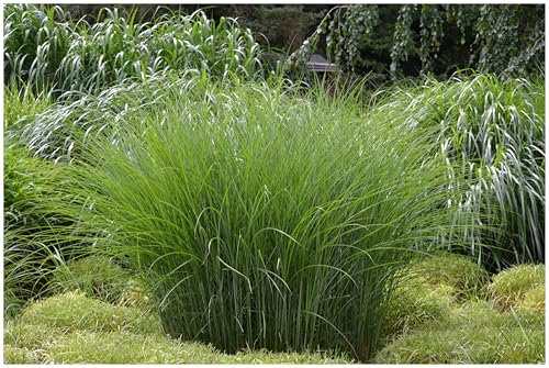 10 x Miscanthus sinensis 'Gracillimus' im 1 Liter Topf (Ziergras/Gräser/Winterhart/Mehrjährig/Staude) Chinaschilf - Filigrane Halme für stilvolle Akzente - Top als Hecke - von Stauden Gänge