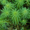 350 pcs tausendblatt aquarium samen pflanzen aquarium echt, hochbeete für garten （Myriophyllum verticillatum） pflanzen aquarium, hochbeet aquarium pflanzen echt, terrarium pflanzen