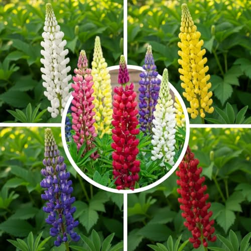 Lupinen Super Kollektion (10 Pflanzen) Mehrjährig mischung von 5 Sorten/4 Farben, große Winterharte Stauden aus Holland, Ideal für Garten und Blumenbeete (kein Samen, nicht künstlich und zwiebeln)
