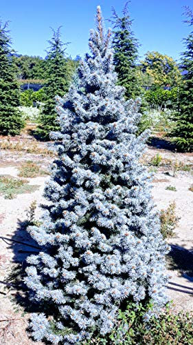 Vivai Ceccarelli & Sichi Albero Abete Kosteriana Blu INNESTATO - 2,2 m