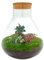 Sam XL Bonsai - DIY Terrarium - 32 cm hoch