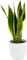 Lingua di suocera - pianta da interno facile da curare, Sansevieria trifasciata Laurentii - altezza ca. 40 cm, diametro del vaso 13 cm, Pianta Vera (In Vaso di Ceramica Bianco)